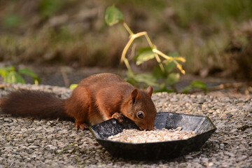 niedliches Eichhörnchen