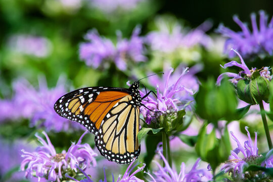 Close-up view of a monarch butterfly on a monard flower