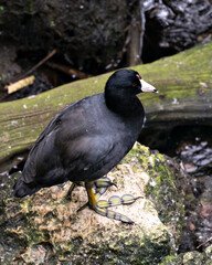 Black Scoter Stock Photos.  Close up by the water, standing on a moss rock displaying head, eye, beak, feet and black feather plumage in its environment and habitat.