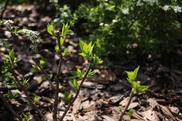 young green plant