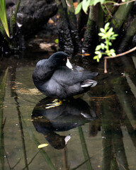 Black scoter duck Stock Photos.  Close up swimming in the water, displaying its head, eye, beak, green feet and black plumage and in its environment  and habitat.