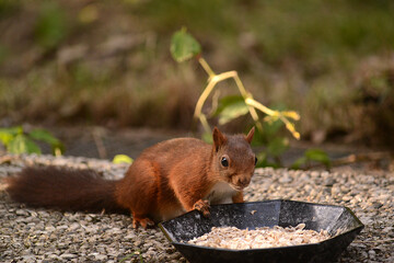 niedliches Eichhörnchen