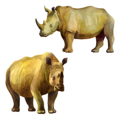 Watercolor illustration, rhinos. Isolated freehand drawing of rhinos on a white background.