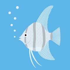 エンゼルフィッシュ