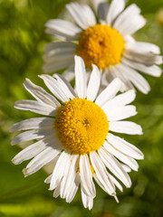 chamomile flowers with white petals on a background of green grass, macro
