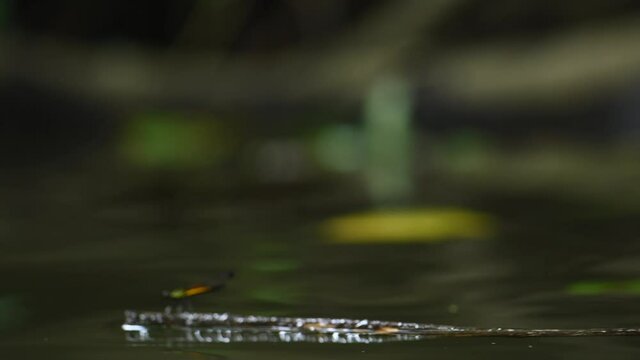small dragonfly stand on small branch in water
