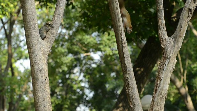 close up squirrel or small gong Small mammals native to the tropical forests at Thailand Variable squirrel Pallas's squirrel
