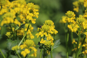 field of yellow flowers