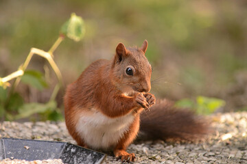 niedliches Eichhörnchen