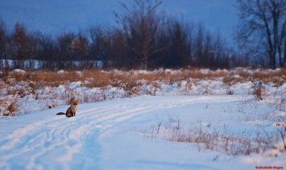 fox in winter on the glade © badescu