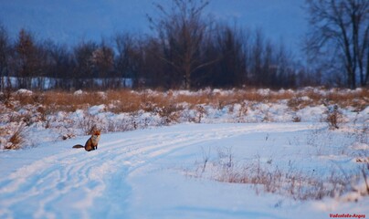 fox in winter on the glade