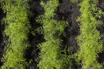 Growing dill in open ground.

Three rows of dill. Top view.