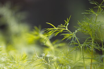 Growing dill.
Close-up of the top of a dill branch on a blurred background.