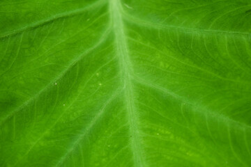 Organic nature fresh green raw papaya on tree