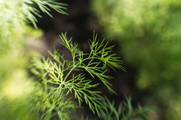 Growing dill.
Close-up of a dill branch.