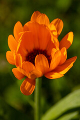 orange marigold flower in sunlight, macro