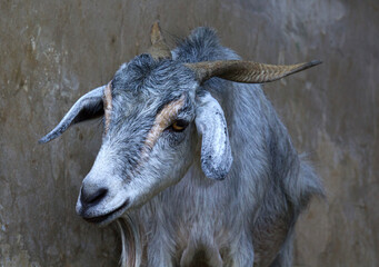 grey goat 