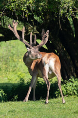 Rothirsch (Cervus elaphus) juckt das Fell, Deutschland, Europa