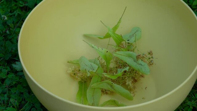 Putting pleated Small-Leaved Lime flowers in a bowl (Tilia cordata) - (4K)