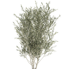  Olive tree in a black pot isolated on white background 