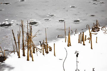 frost straw over frozen pound