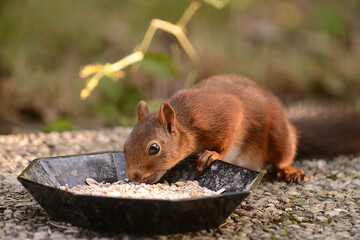 niedliches Eichhörnchen