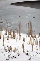 frost straw over frozen pound