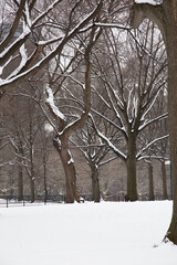 Central Park tree line with accumulated snow