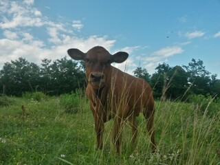 little calf looking curiously at the farm