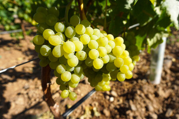 A bunch of green grapes in a vineyard before harvesting. White grape growing in a vineyard in Guimar, Tenerife, Canary Islands, Spain.