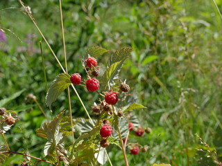 Ripe forest raspberries are hanging on a branch close to