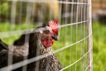 Young chicken head behind a fence cage in a corral on the farm of a country house © gillismitch