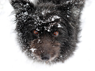 A homeless black dog in the snow freezes on the street. A plaintive look. Cold winter.