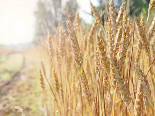 Wheat field. Ears of Golden wheat. Rural Sunny landscapes. Conditions for maturation of wheat ears....