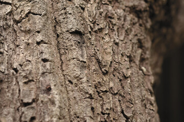 
Tree with bark Beautiful, natural patterns