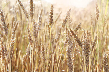 Wheat field. Ears of Golden wheat. Rural Sunny landscapes. Conditions for maturation of wheat ears. Rich harvest. Agricultural industry.