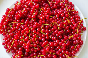 harvest of red currant berries on a white plate
