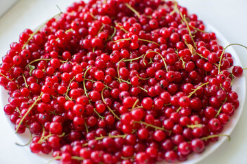 harvest of red currant berries on a white plate