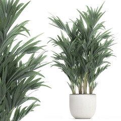  palm tree in a white pot isolated on white background