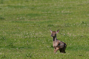 Rothirschjunges (Cervus elaphus)  Deutschland, Europa