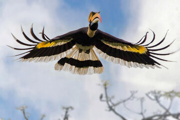 A great Indian hornbill flying over the horizon at Kaziranga National Park, Assam, India