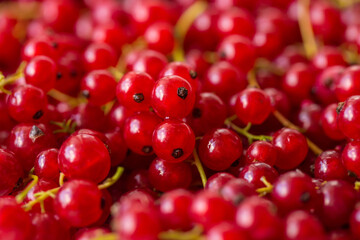 red currant background, close-up 