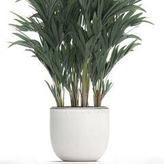  palm tree in a white pot isolated on white background