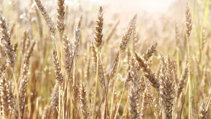Wheat field. Ears of Golden wheat. Rural Sunny landscapes. Conditions for maturation of wheat ears. Rich harvest. Agricultural industry.