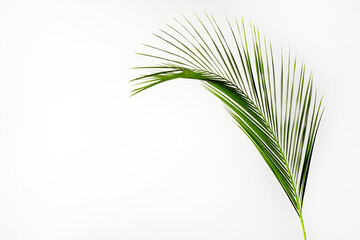 Big green palm leaf over bright background. Freshness concept.