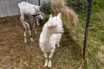 Young goats behind a fence cage in a corral on the farm of a country house