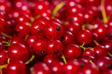 red currant background, close-up 