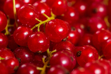 red currant background, close-up 