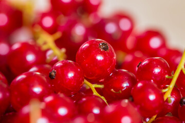 red currant background, close-up 