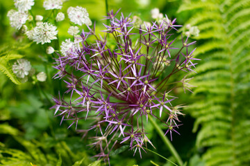 Close up of a purple persian onion, also called Allium cristophii, star of Persia or Sternkugel Lauch
